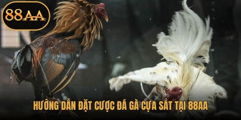 Hướng dẫn đặt cược đá gà cựa sắt tại 88AA