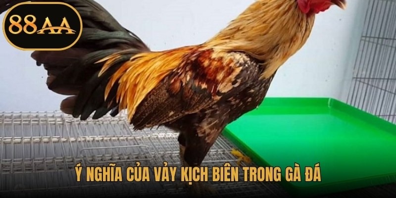 Ý nghĩa của vảy kịch biên trong gà đá